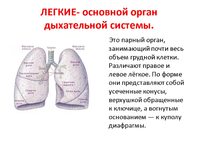ЛЕГКИЕ- основной орган дыхательной системы.     Это парный орган, занимающий почти